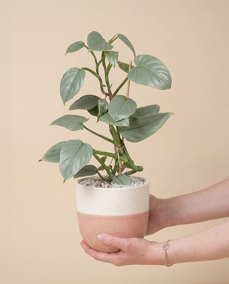 Philodendron hastatum • feey
