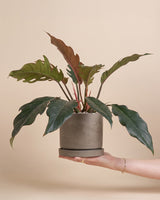 Philodendron 'Pluto' • feey