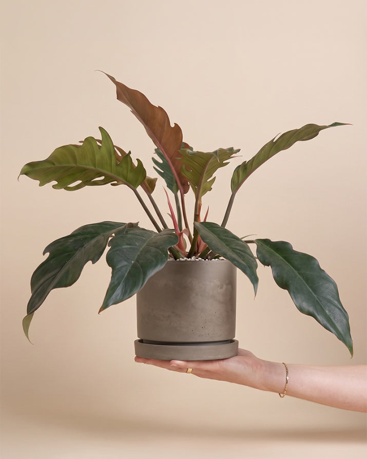 Philodendron 'Pluto' • feey