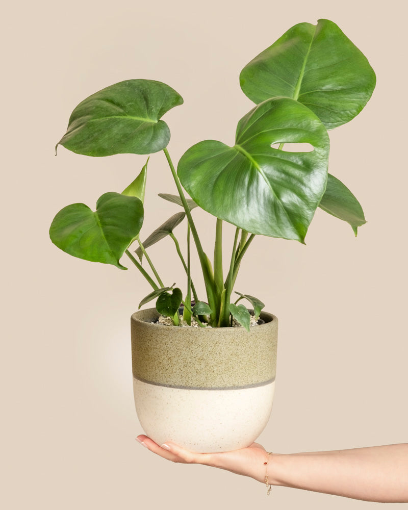 Monstera • feey
