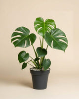 Monstera • feey