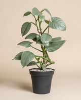 Philodendron hastatum • feey