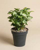 Syngonium 'Pixie' • feey