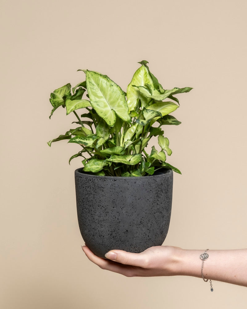 Syngonium 'Pixie' • feey