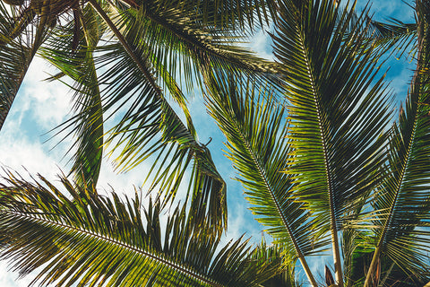 Hitzewelle: Tipps, wie du deine Pflanzen im Sommer richtig pflegst