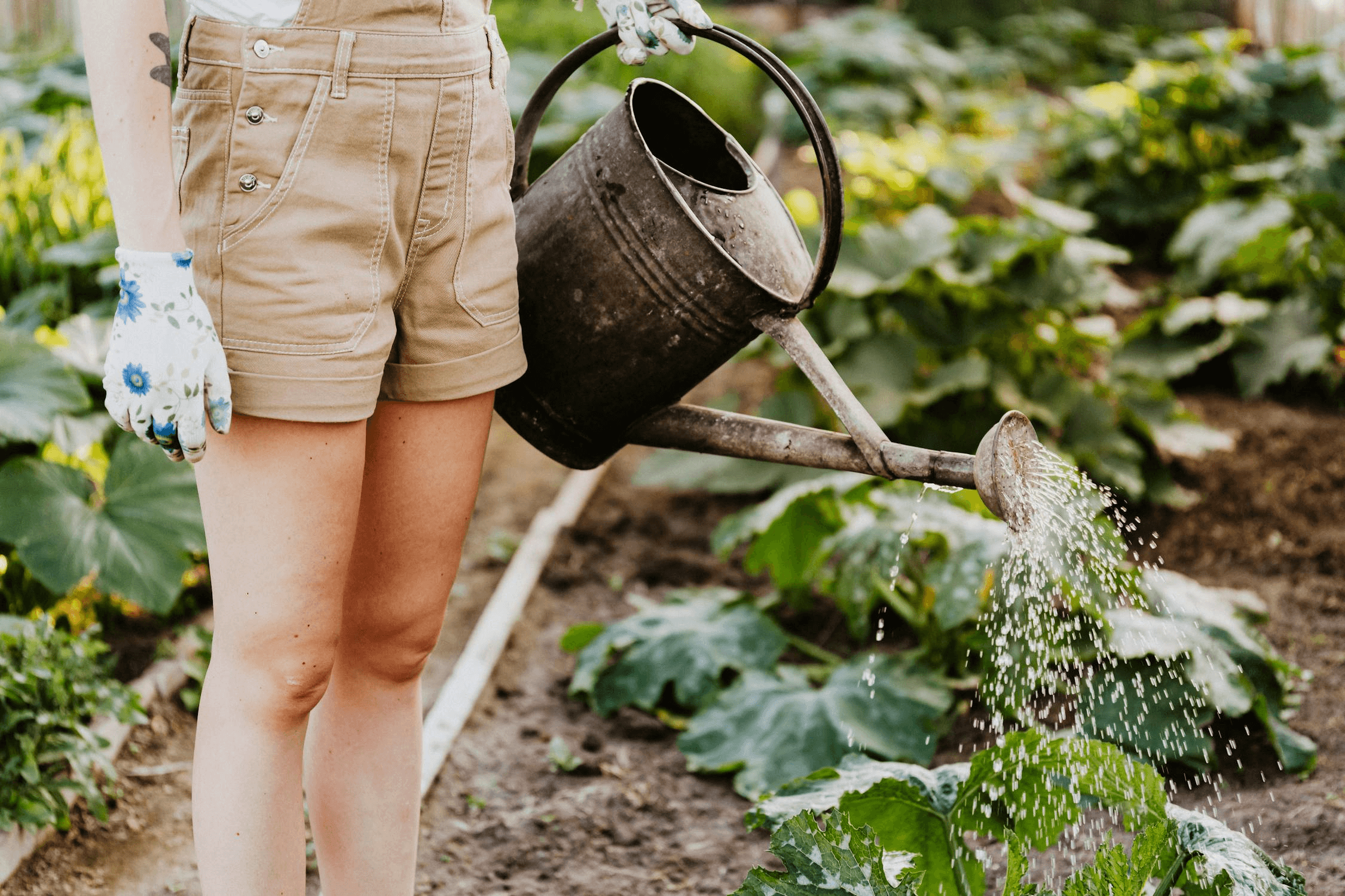 Person giesst Garten mit einer rostigen Giesskanne