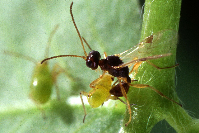 Nützlinge: Schlupfwespen als biologischer Pflanzenschutz