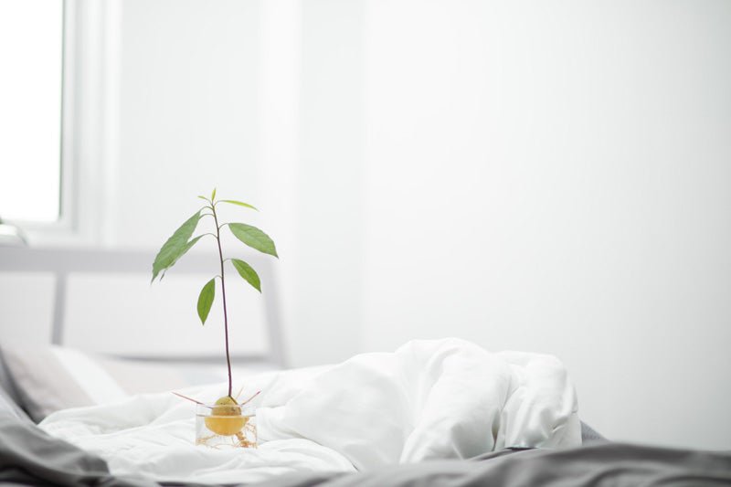 Avocado-Kern mit Zahnstochern in ein Wasserglas eingelegt, daraus ein kleines Bäumchen gewachsen, das Ganze auf einem Bett stehend