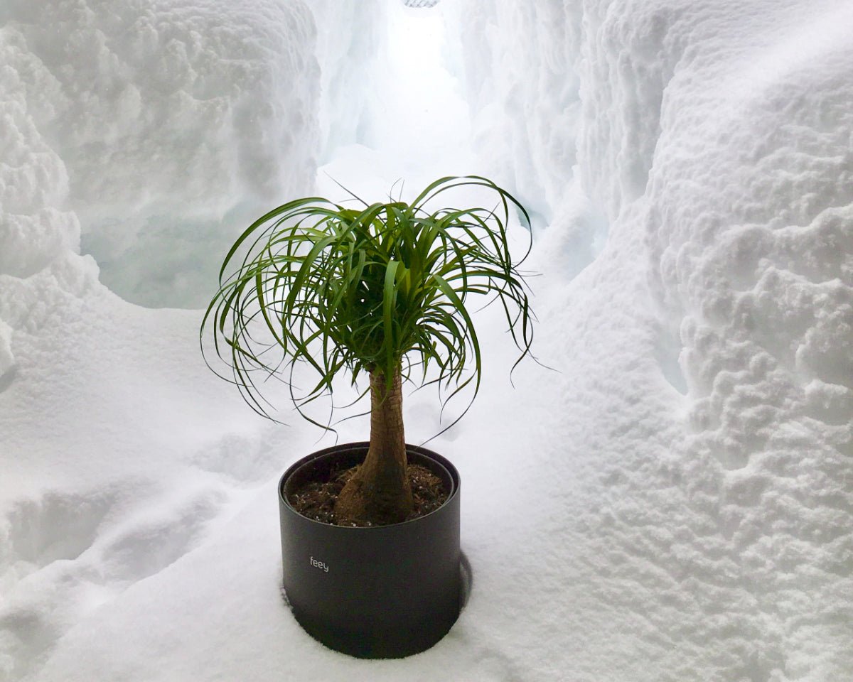 Elefantenfuss im Schnee