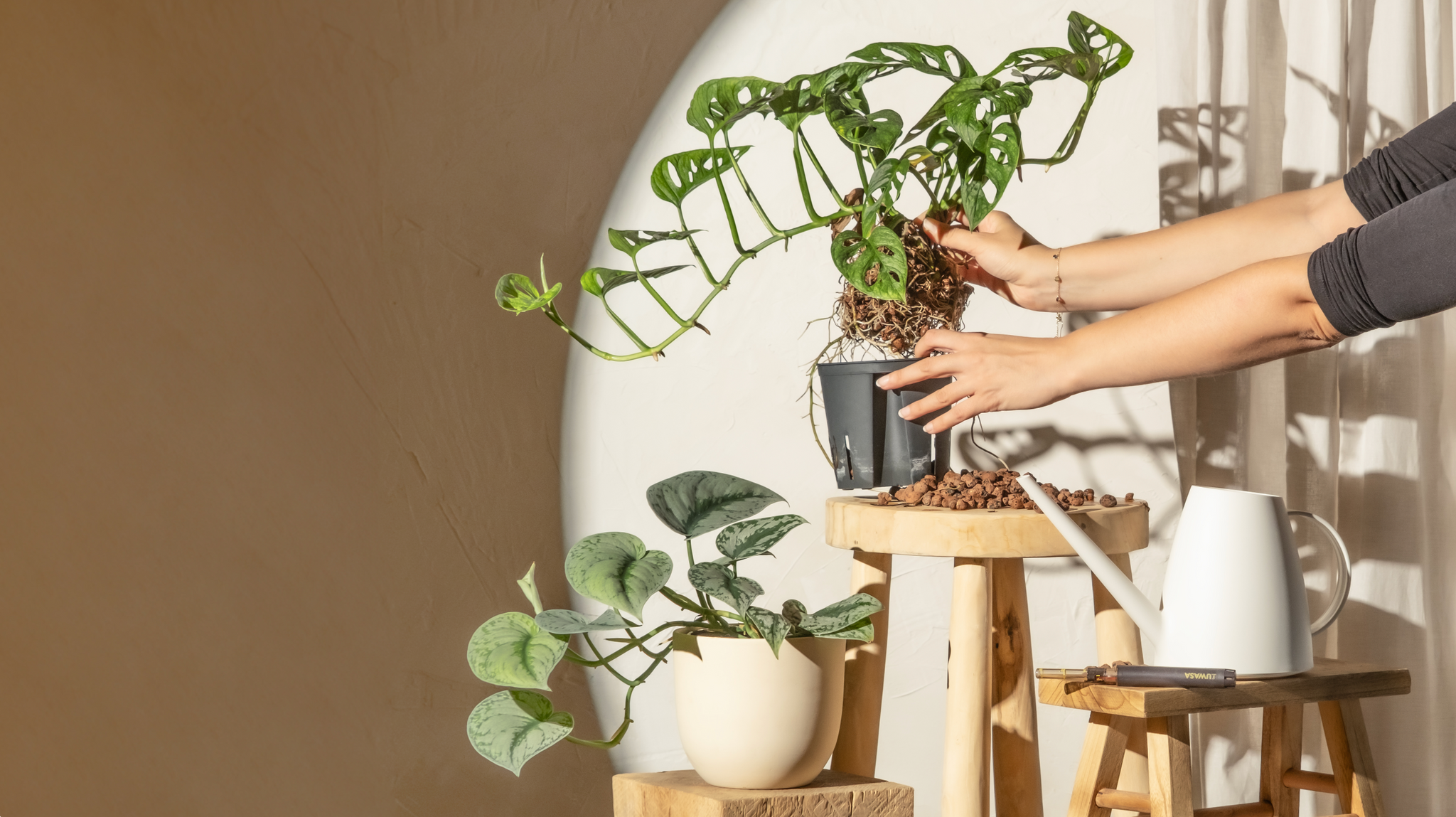 Hände kümmern sich um eine Monstera-Pflanze in einem Topf auf einem Holzhocker in einem sonnendurchfluteten Raum. Eine weiße Gießkanne und eine weitere Topfpflanze stehen in der Nähe auf weiteren Hockern und werfen sanfte Schatten an die Wand.