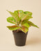 Aglaonema Grand Blossom mit limettengrünen Blättern und rosa Adern im braunen Anzuchttopf