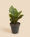 Eine Aglaonema Pink Leopard mit dunkelgrünen, cremegelb und rosa gesprenkelten Blättern steht im dunkelgrauen Anzuchttopf vor einem schlichten beigen Hintergrund.