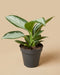 Die Aglaonema Silver Blue im anthrazitfarbenen Anzuchttopf, mit breiten silbrig gemusterten Blättern.