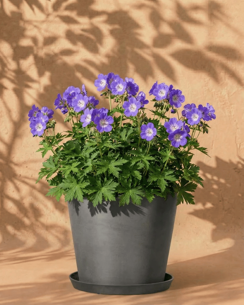 Ein schwarzer Blumentopf mit grünem Laub und leuchtenden blauen Geraniumblüten (blau) aus Gartenschatz steht auf einer beigen Fläche und wirft blattreiche Schatten auf eine hellbraune Wand im Hintergrund.