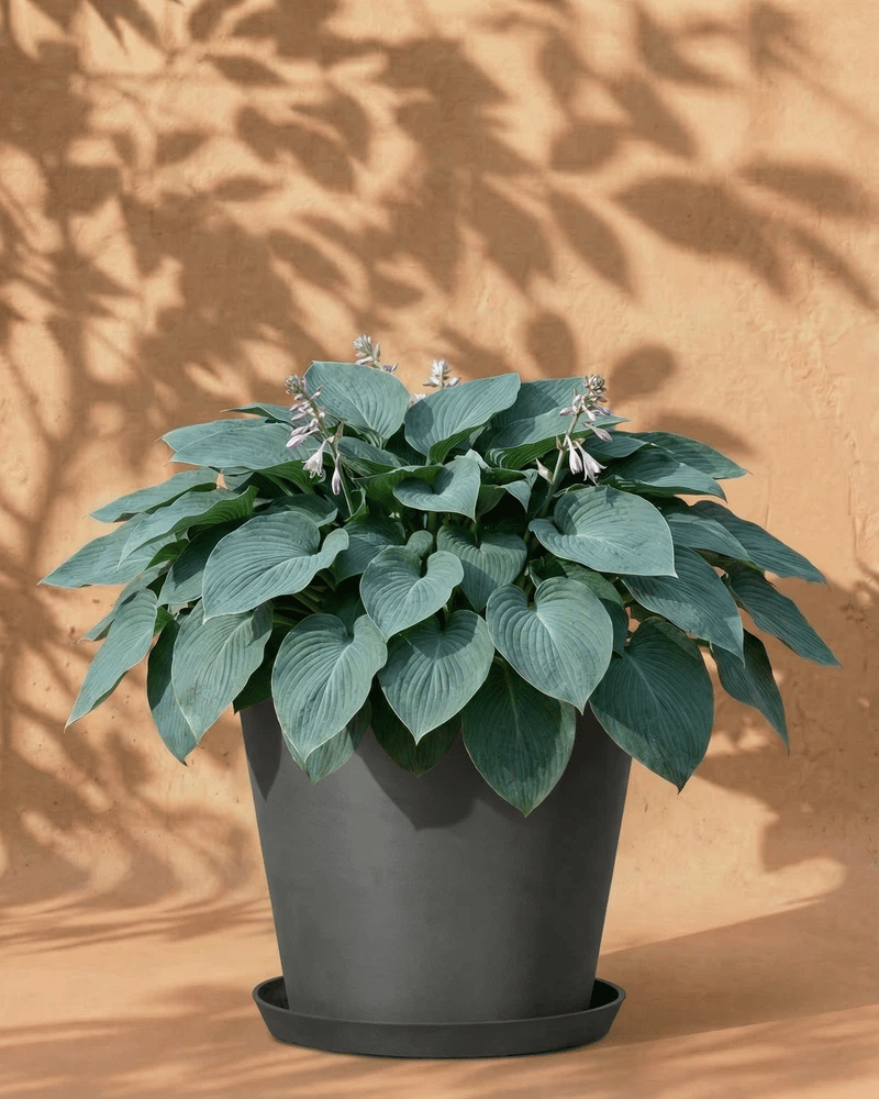 Blaue Hosta im beigen Amsterdam-Übertopf mit Untersetzer vor warmer Wand