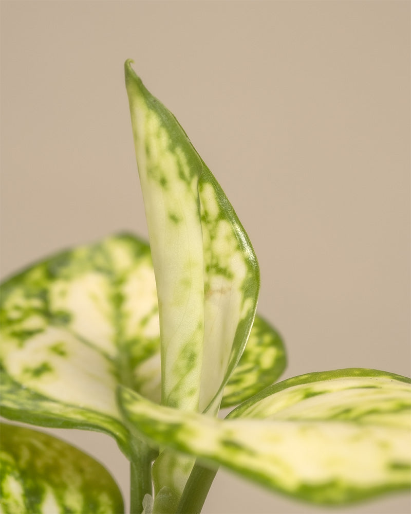 Detailaufnahme Aglaonema Snowflake