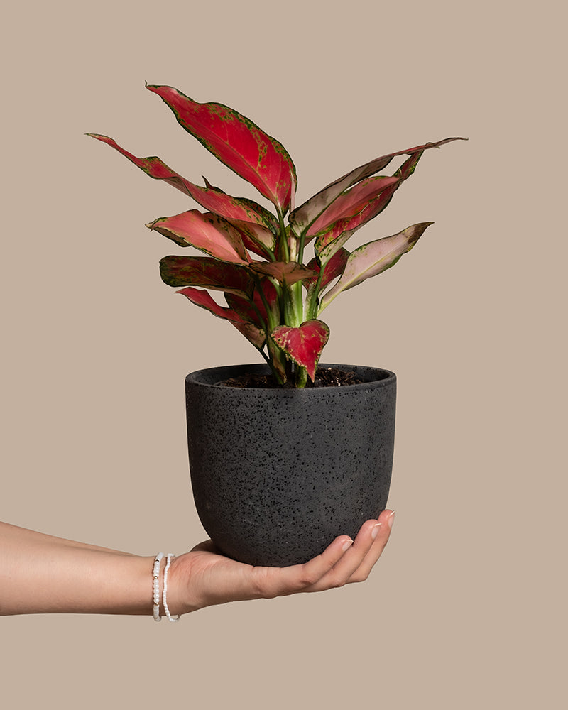 Eine mit einem Perlenarmband geschmückte Hand hält einen schwarzen Topf mit einer Aglaonema Cherry Baby-Pflanze mit bunten grünen und roten Blättern vor einem schlichten beigen Hintergrund. Das auffällig leuchtende Laub dieser pflegeleichten Aglaonema Cherry Baby fällt wirklich auf.