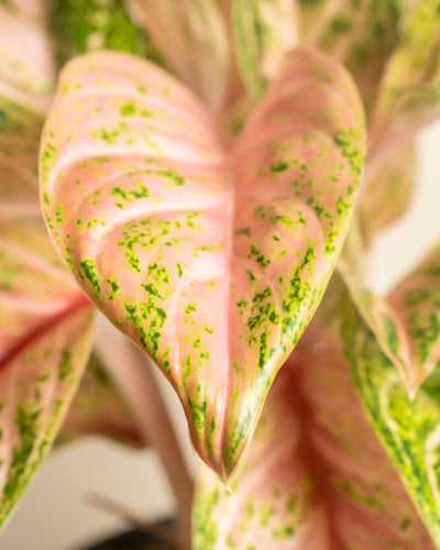 Nahaufnahme eines rosa Blattes mit grünen Sprenkeln von der Pflanze Algaonema „Cocomelon“ aus dem Tropical Beauty Set. Das Blatt hat eine herzförmige Form mit markanten Adern und einer glänzenden Textur, alles vor einem sanft verschwommenen Hintergrund aus zusätzlichem Laub, das die tropische Schönheit und das Urlaubsgefühl einfängt.