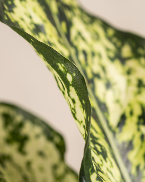 Nahaufnahme eines grün bunten Aglaonema-Kiwi-Blattes, das eine Mischung aus dunkel- und hellgrünen Flecken zeigt. Das Blatt weist eine glatte Textur mit tarnähnlichen, unregelmäßigen Formen auf. Der neutrale beige Hintergrund unterstreicht die einzigartige Schönheit dieser Zimmerpflanze.