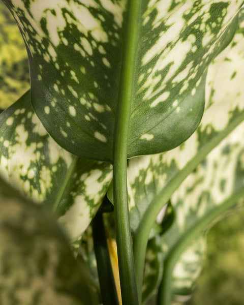 Nahaufnahme von grünen Blättern mit weißen Sprenkeln. Der zentrale Blattstiel ist im Fokus und zeigt die komplizierten Muster und Texturen des umgebenden Aglaonema-Kiwi-Laubs. Der Hintergrund zeigt weitere Blätter, die eine üppige, lebendige Szene für diese schöne Pflanze schaffen.