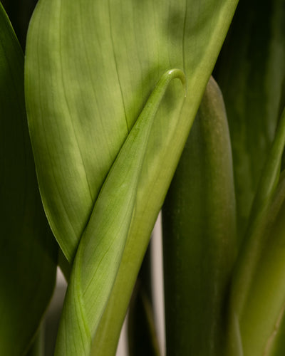 Detailaufnahme einer Aglaonema Stripes