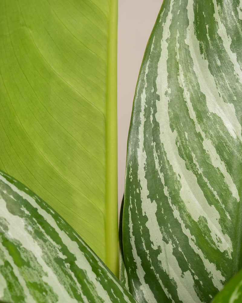 Detailaufnahme einer Aglaonema Stripes