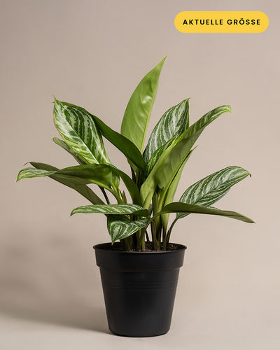 Aglaonema Stripes ohne übertopf