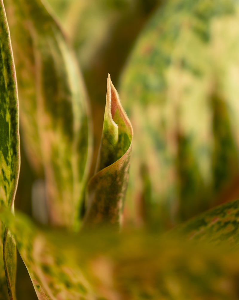 Eine Nahaufnahme eines sich entfaltenden Blattes der Sorte Aglaonema Painted Celebration. Das Blatt weist verschiedene Grüntöne und hellere Töne mit einem rosa Farbton an den Rändern auf, vor einem unscharfen Hintergrund aus anderen ähnlichen Blättern.