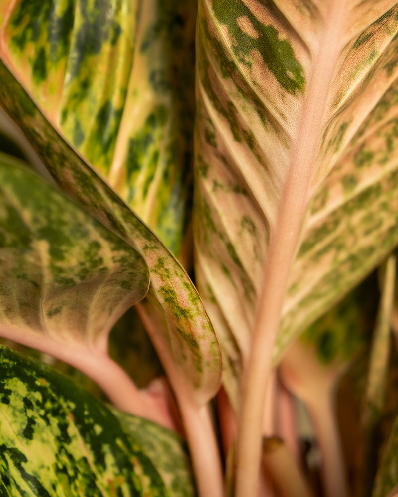 Nahaufnahme einer grün-rosa Aglaonema Painted Celebration (chinesisches Immergrün). Das Bild zeigt ihre großen, länglichen Blätter mit einer Mischung aus gesprenkelten Grün- und cremig-rosa Farbtönen. Die bemalten Blätter überlappen sich und bilden ein üppiges, lebendiges Muster.