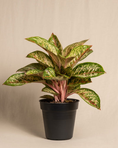 Eine Topfpflanze der Sorte Aglaonema Painted Celebration, auch bekannt als Aglaonema „Painted Celebration“, mit bunten grünen und rosa Blättern steht vor einem schlichten beigen Hintergrund. Die Pflanze befindet sich in einem einfachen schwarzen Plastiktopf, 