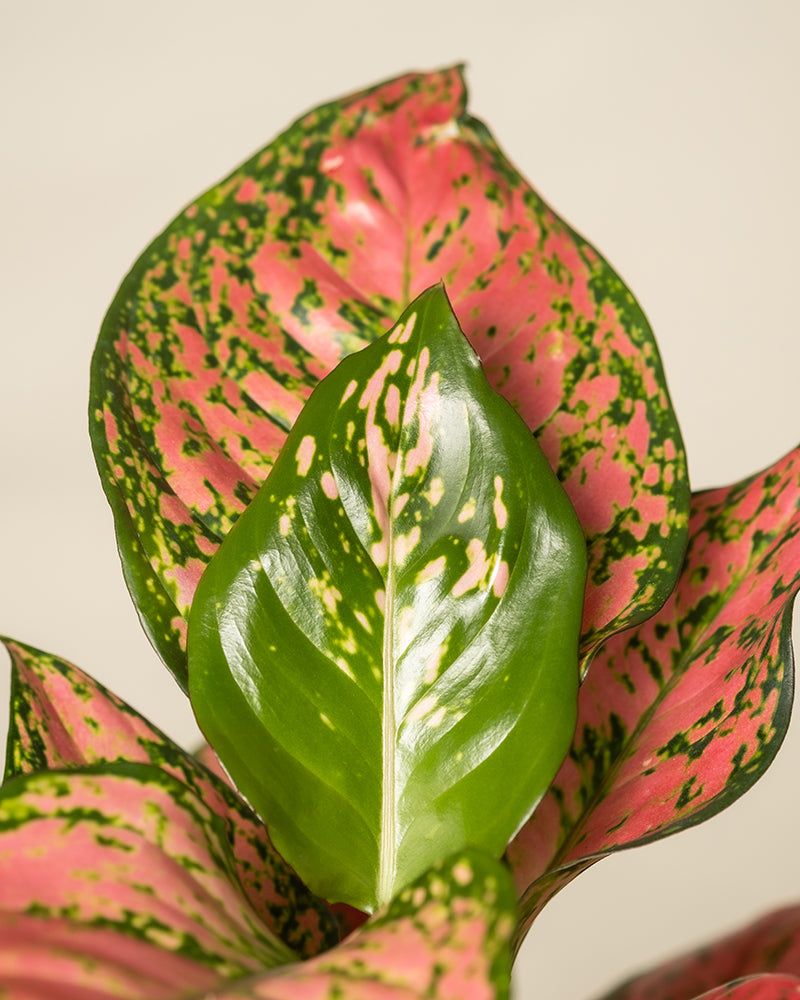 Nahaufnahme der Algaonema „Cocomelon“ aus dem Tropical Beauty Set. Sie zeigt eine Mischung aus großen grünen Blättern mit rosa Flecken und einem auffällig glänzenden grünen Mittelblatt mit helleren Mustern. Das umgebende Laub zeigt auffällige rosa Blätter mit grünen Flecken. Dieses Arrangement wird vor einem neutralen Hintergrund perfekt hervorgehoben und ruft ein authentisches Gefühl von Feriengefühl hervor.