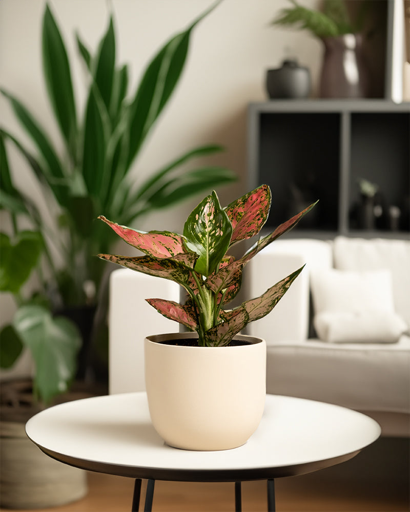 Wohnzimmeraufnahme von Aglaonema Crimson Love