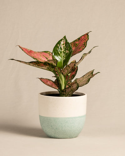 Aglaonema Crimson Love im minten Keramiktopf Variado