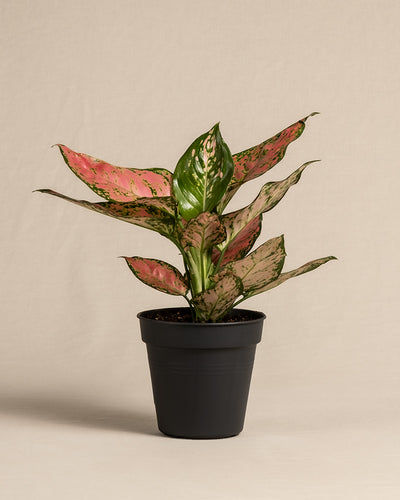 Aglaonema Crimson Love ohne Übertopf