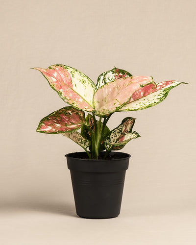 Eine Aglaonema Jazzy Red (auch Kolbenfaden genannt) in einem schwarzen Innentopf ohne Übertopf