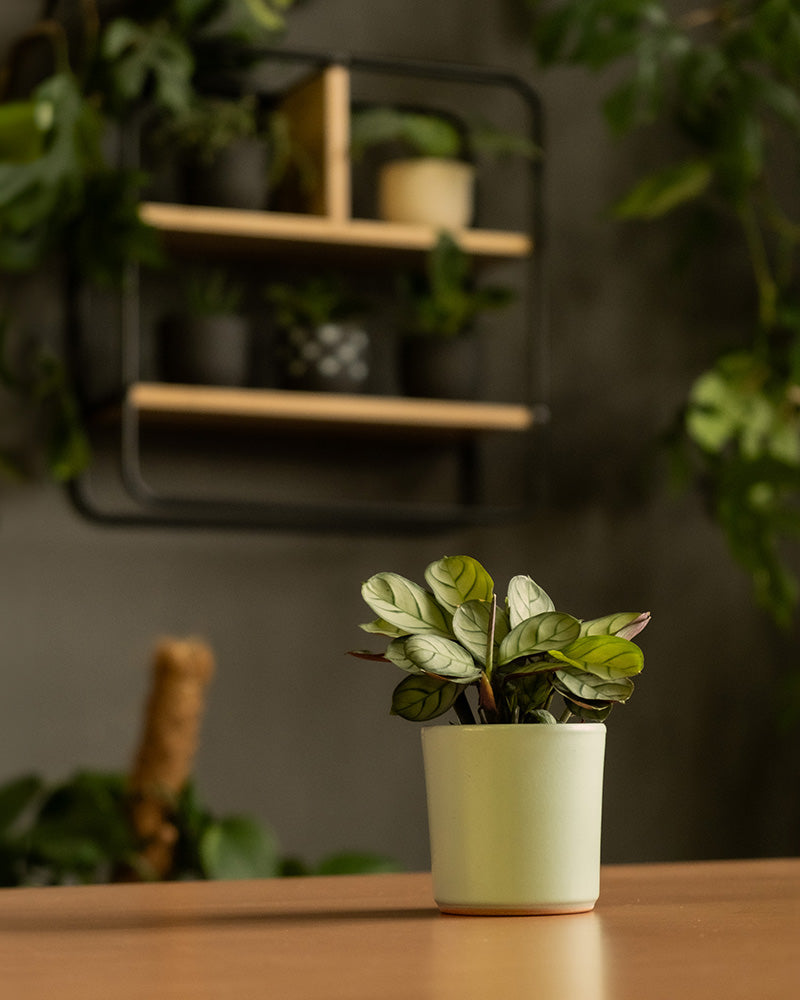 Eine kleine Topfpflanze mit grünen und dunkelvioletten Blättern steht auf einer Holzoberfläche. Im Hintergrund ist ein an der Wand befestigtes Regal aus schwarzem Holz angebracht, auf dem mehrere weitere Keramik-Baby-Topfsets „Sencillo“ (9 Stk.) stehen, wodurch eine üppige Indoor-Gartenszene mit schlichtem Design entsteht.