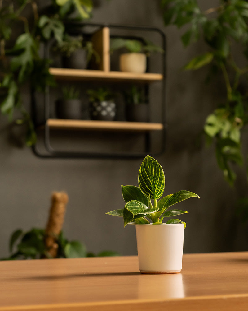Eine kleine Topfpflanze mit bunten grünen Blättern steht auf einem Holztisch. Im unscharfen Hintergrund ist ein Wandregal mit einem Keramik-Baby-Topfset „Sencillo“ (6 Stk.) zu sehen, und man sieht belaubte Pflanzenzweige.
