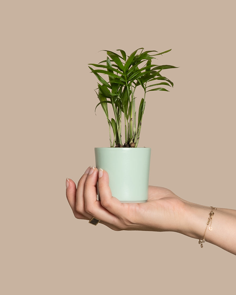 Eine Hand mit manikürten Nägeln und einem Armband hält eine kleine Baby-Bergpalme im Topf, mit grünen, schmalen Blättern. Die Pflanze steht in einem hellgrünen Topf und verströmt tropische Vibes vor einem schlichten beigen Hintergrund.