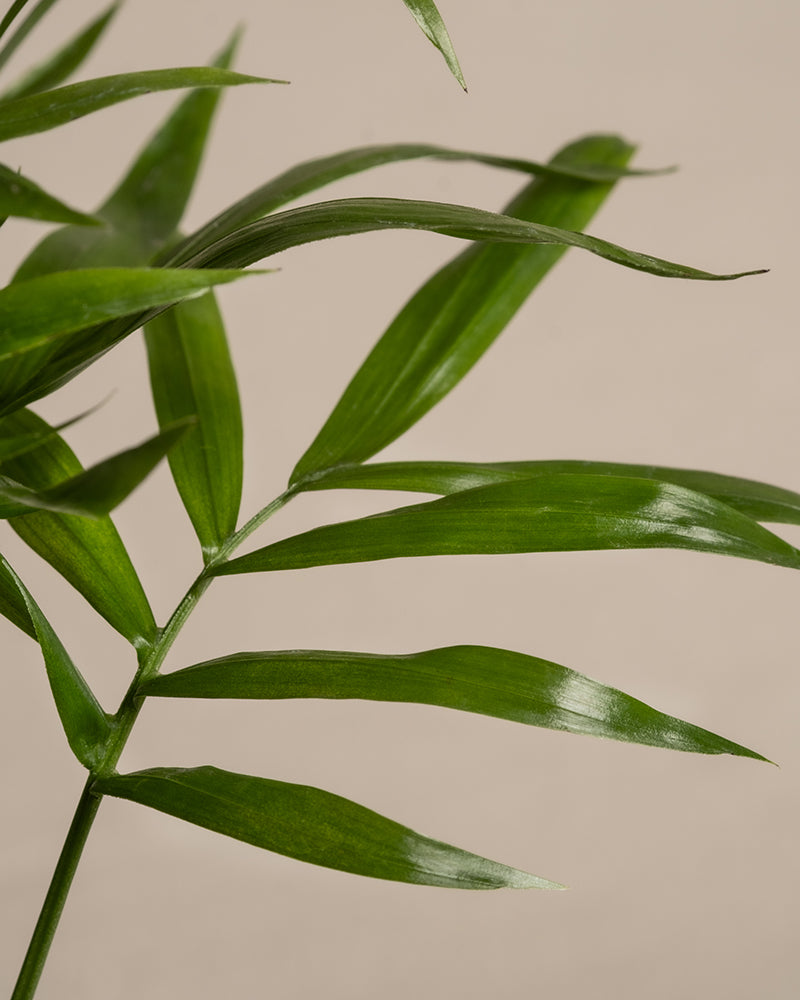 Nahaufnahme eines grünen Blattes einer Baby-Bergpalme mit langen, schmalen Blättchen auf hellbeigem Hintergrund. Die glänzenden Blättchen weisen eine glatte Textur auf, fangen an manchen Stellen das Licht ein und betonen die natürliche Eleganz und Schlichtheit dieses tropischen Vibes-Blattes.