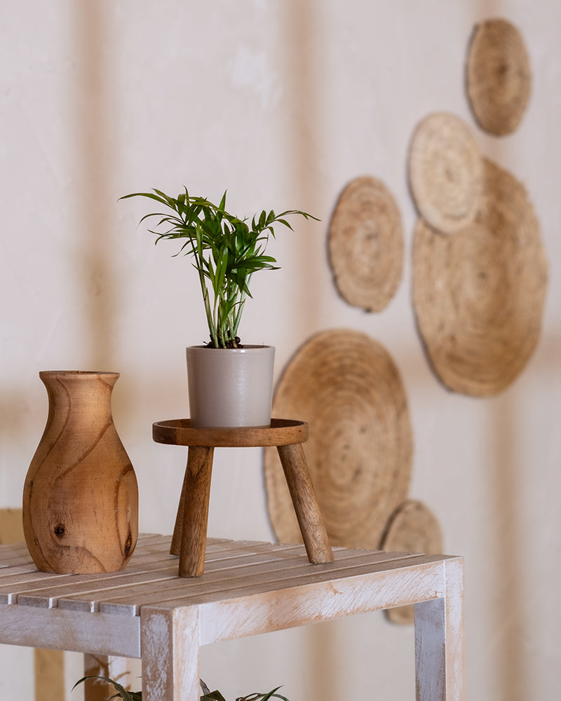 Eine kleine Baby-Bergpalme im Topf steht auf einem Holzständer auf einem weiß getünchten Regal. Neben der Pflanze steht eine Holzvase. Im Hintergrund ist eine beige Wand mit kreisförmigen, geflochtenen Strohdekorationen in verschiedenen Größen zu sehen. Das Arrangement strahlt eine minimalistische, natürliche Ästhetik mit subtilen tropischen Vibes aus.