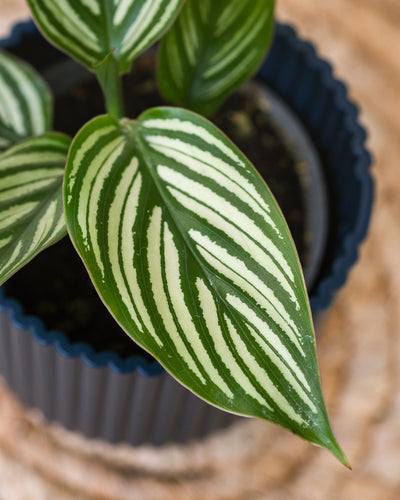 Detailaufnahme Baby Calathea vittata Blatt