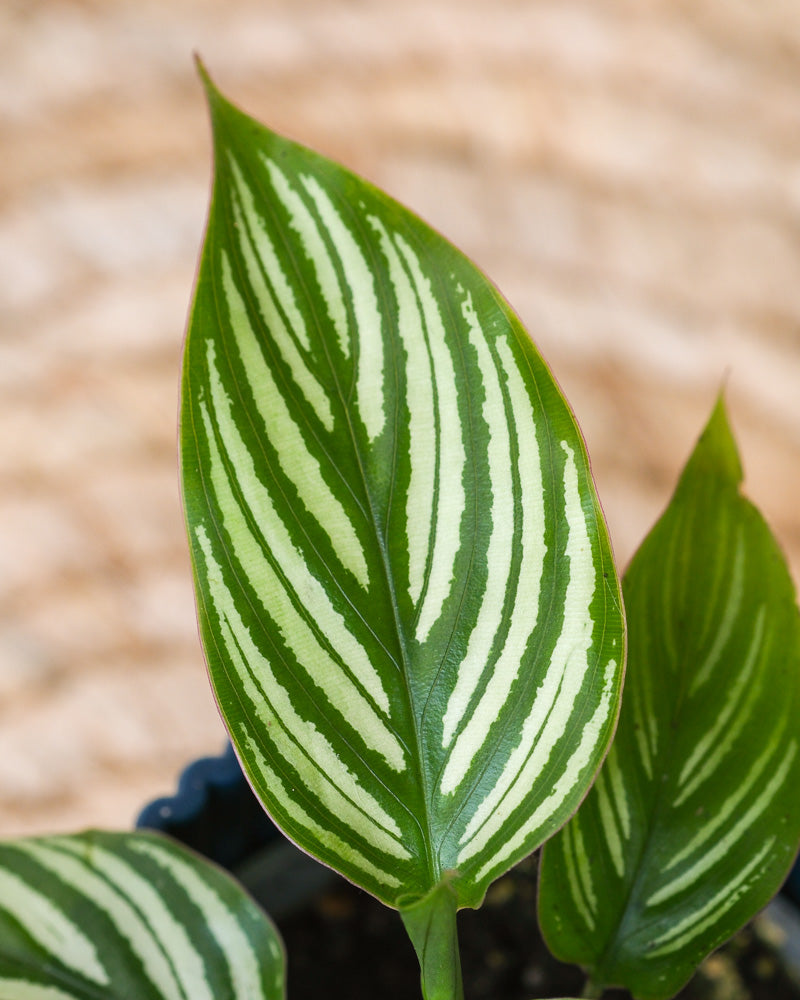 Detailaufnahme Baby Calathea vittata Blatt