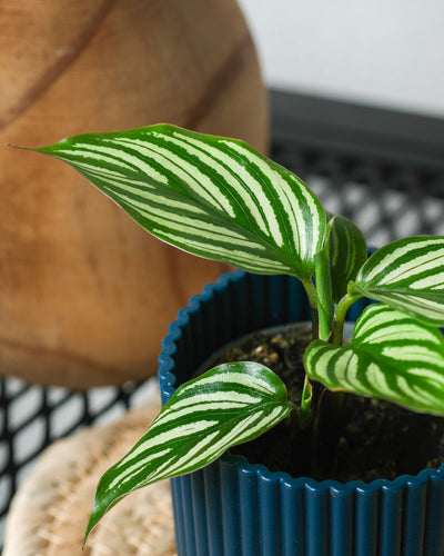 Detailaufnahme Baby Calathea vittata Blatt