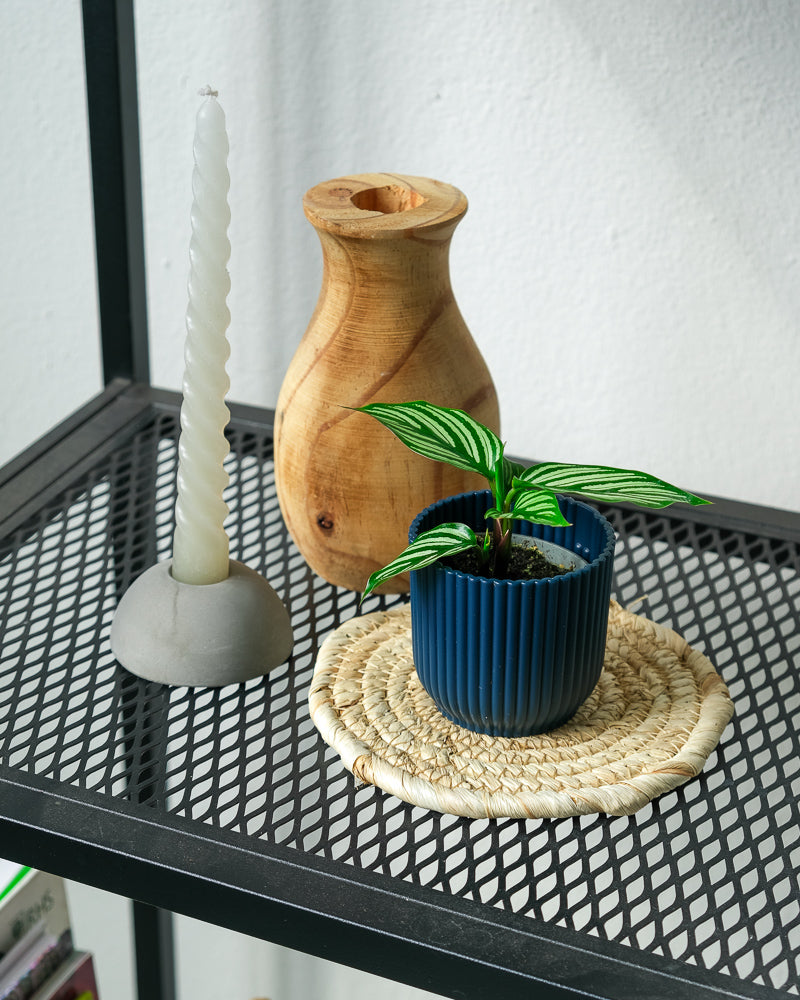 Baby Calathea vittata in einem blauen Topf auf einem Regal