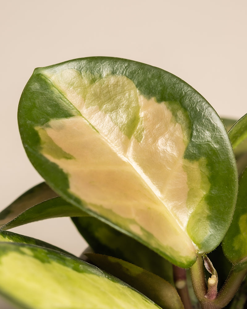 Eine Nahaufnahme eines Algaonema-Blattes „Cocomelon“ zeigt ein markantes creme-grünes Muster. Die zentrale cremefarbene Farbe erstreckt sich bis zu den Rändern und ist von verschiedenen Grüntönen umgeben. Der neutrale Hintergrund betont die lebhaften Farbtöne des Blattes und weckt mit seinem tropischen Charme Feriengefühle, die durch das Tropical Beauty Set vor einem ruhigen Hintergrund perfekt ergänzt werden.