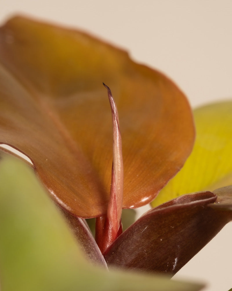 Nahaufnahme eines kleinen Philodendrons Red Sun mit braunen, grünen und rötlichen Blättern. Das mittlere Blatt ist länglich und hat eine leicht violette Spitze. Der Hintergrund ist schlicht und cremefarben, sodass die Farben und Texturen der Blätter schön hervorstechen.