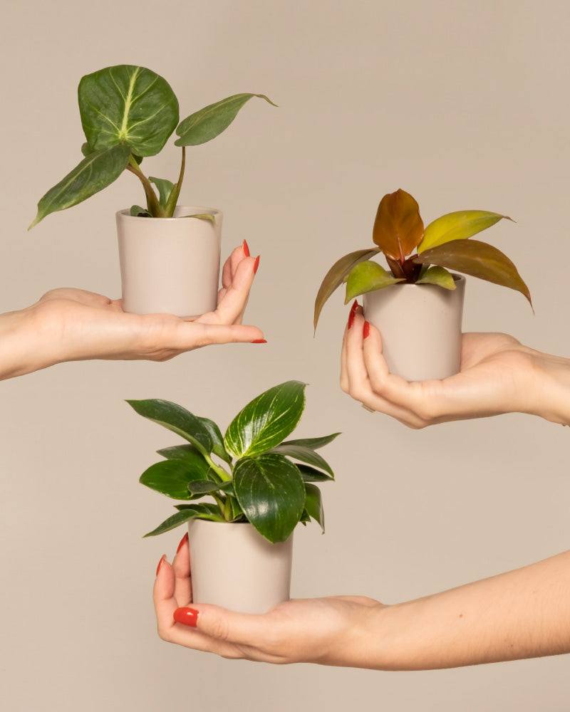 Drei Hände halten drei verschiedene Topfpflanzen vor einem neutralen Hintergrund. Die Pflanze oben links, ein üppiger Babypflanzen-Trio-Philodendron, hat große, dunkelgrüne Blätter. Die Pflanze oben rechts hat rötlich-braune und grüne Blätter, während die Pflanze unten die für Babypflanzen typischen bunten grün-weißen Blätter aufweist.