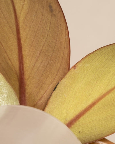 Nahaufnahme mehrerer Blätter mit unterschiedlichen Farbtönen von Gelb bis Braun, die detaillierte Adern und einige Flecken auf der Oberfläche zeigen. Die Blätter des Babypflanzen-Trio-Philodendrons sind geschichtet und in einem radialen Muster vor einem weichen, neutralen Hintergrund angeordnet.