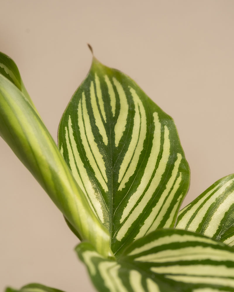 Eine Nahaufnahme eines Philodendron-Birkin-Blattes im „Babypflanzen fürs Badezimmer (6er Set)“ zeigt hellgrüne, symmetrische Streifen auf neutralem Hintergrund. Die längliche Form des Blattes und der lebhafte Kontrast erzeugen ein auffälliges visuelles Muster, das einem Kunstwerk der Natur ähnelt.