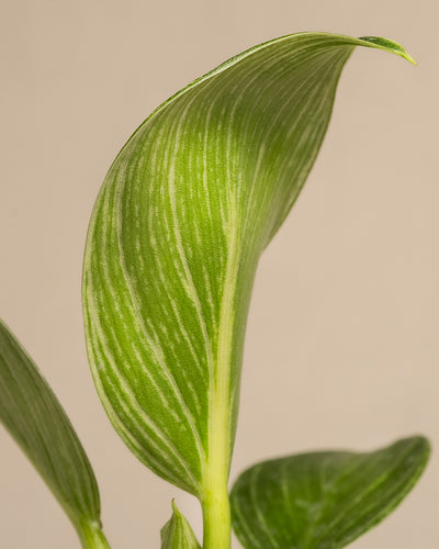 Nahaufnahme eines Philodendron-Birkin-Blattes aus der Serie „Babypflanzen fürs Badezimmer (6er-Set)“ mit auffälligen weißen Adern auf beigem Hintergrund, die die Textur und die leuchtend grüne Farbe des Blattes zur Geltung bringen.